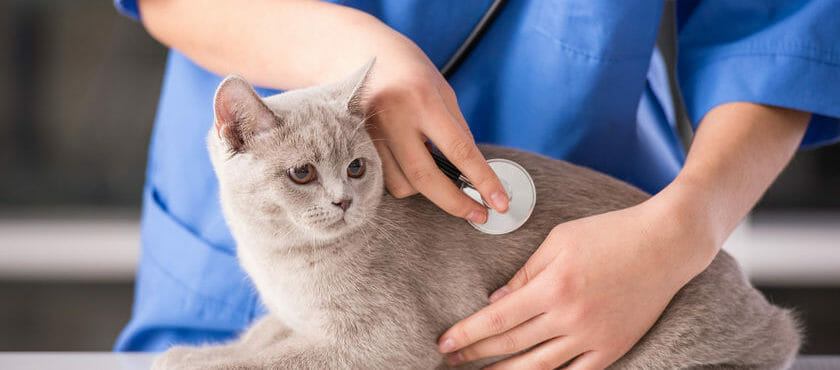 Case Study: It should happen to a vet Case Study: It should happen to a vet