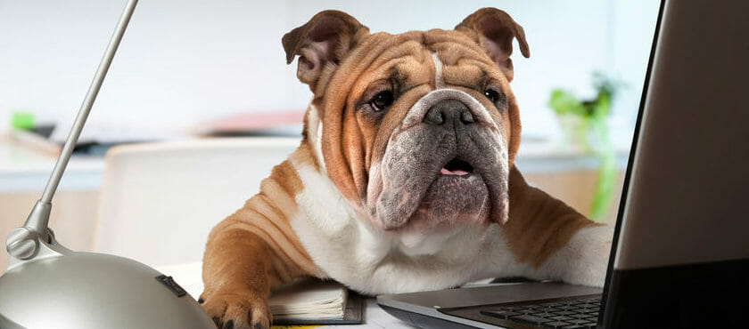 Is my Hamster enough? How a pet in the office improves wellbeing Is my Hamster enough? How a pet in the office improves wellbeing