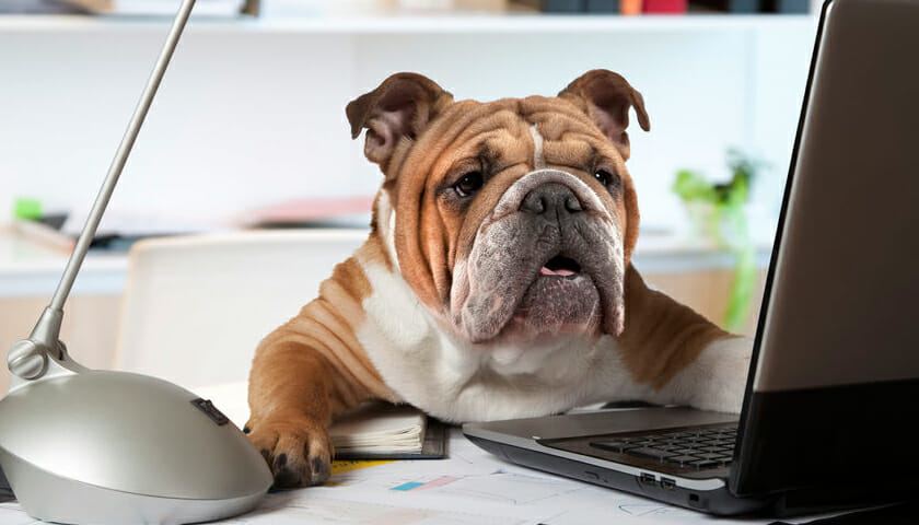 pets at work