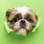 From guard dogs to ‘trivial’ treats: a guide to unusual business expenses
