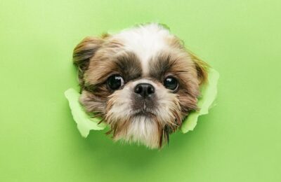 From guard dogs to ‘trivial’ treats: a guide to unusual business expenses