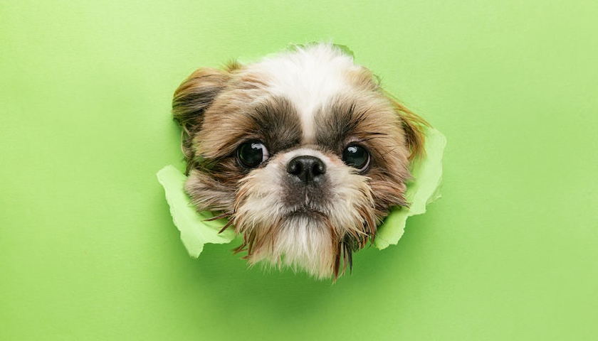 A picture of a Shih Tzu dog to illustrate an article on unusual business expenses. You wouldn't be able to argue a Shih Tzu was a guard dog.